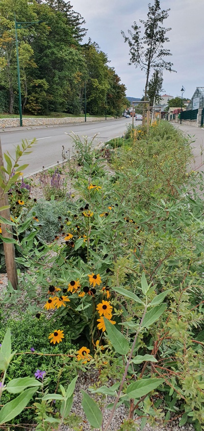 ORTE_Stadtgespraech_Krems_ Schwammstadt Moedling – © Stadtgemeinde Moedling ORTE_Stadtgespraech_Krems_ Schwammstadt Moedling