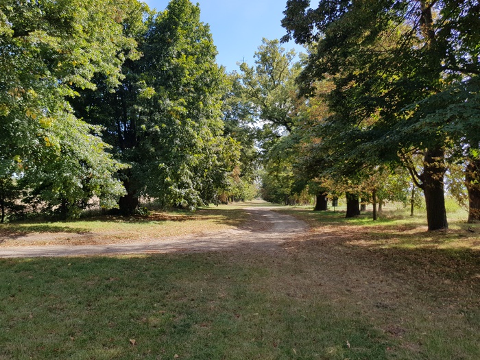 Naturdenkmal Lindenallee bei Ladendorf