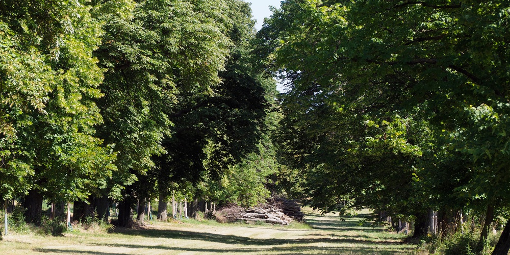 Naturdenkmal Lindenallee bei Ladendorf