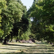 Naturdenkmal Lindenallee bei Ladendorf
