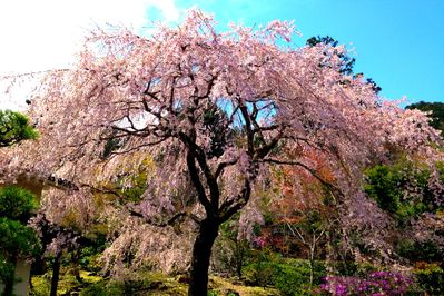 Kyoto. Vortrag von Junichi Owaki – Foto: YoshioTsutsumi